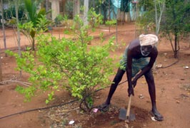 Photo: Gardening